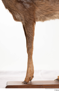 Deer doe leg 0034.jpg